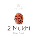 2 Mukhi Rudraksha bead natural Nepali 16.90mm two face Rudraksha. India’s Premium Rudraksha Beads Brand - www.satvikstore.in
