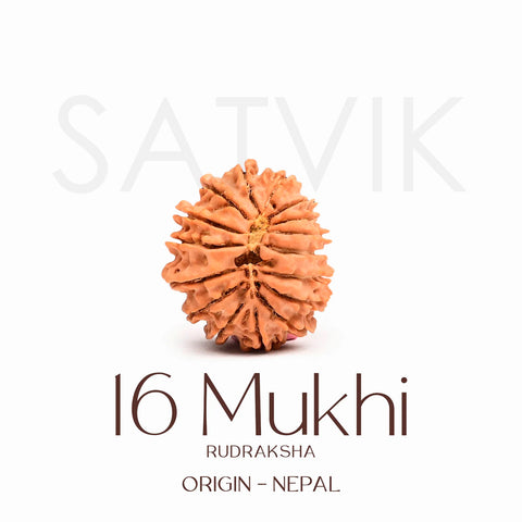 Certified 16 Mukhi Rudraksha Bead – Nepali origin spiritual bead symbolizing Lord Ram, offering powerful protection, courage, truthfulness, and relief from fear and negative forces. India’s Largest Brass Idols Brand - www.satvikstore.in