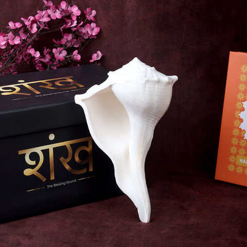 Natural Dakshinavarti Valampuri Shankh 16.5 cm sacred right-handed conch shell for puja, vastu, and spiritual rituals. India’s Largest Pooja Accessories Brand – www.satvikstore.in
